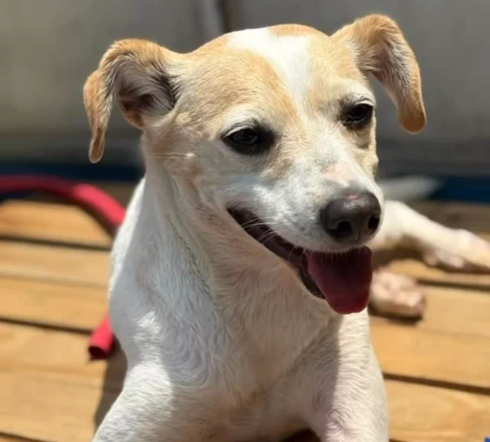 Cachorro feliz na creche da Tatuavet